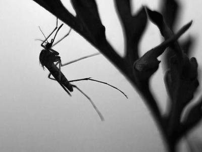 About Bed Bug Inspection Prosper - bed bug inspection experts in Prosper
